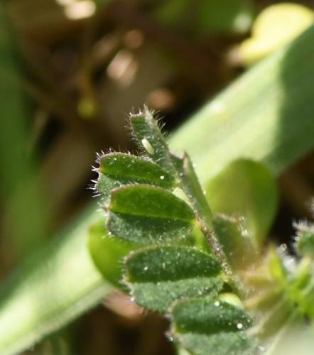 Sphaerophoria sp.